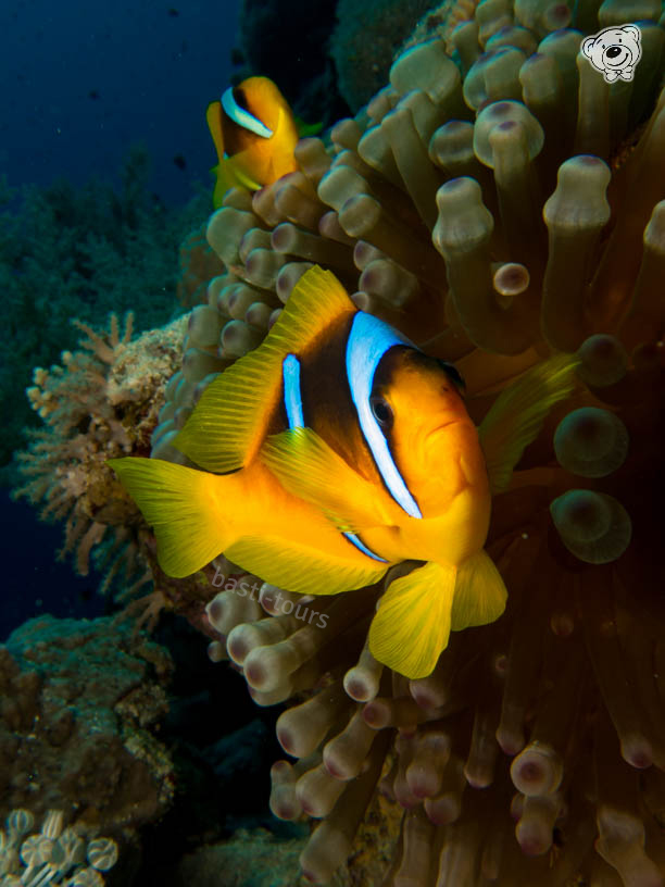 Clownfische Unterwasserfotografie, Professionelle Tierfotografie Unterwasser, Tauchen