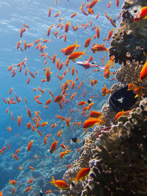 Viele kleine Fische im Roten Meer, Riff, Tauchen und Schnorcheln