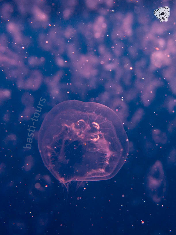 Qualle Unterwasser, Tierfotografie